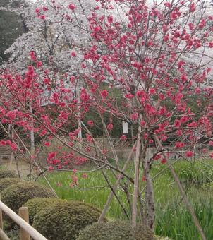 清水公園の桜-90 清水公園の桜-90 清水公園,千葉県野田市,桜の木の写真素材