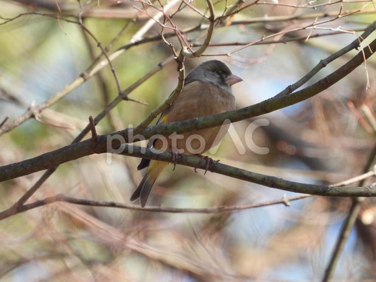 小根山野鳥の森で撮ったカワラヒワ 鳥,野鳥,小鳥の写真素材