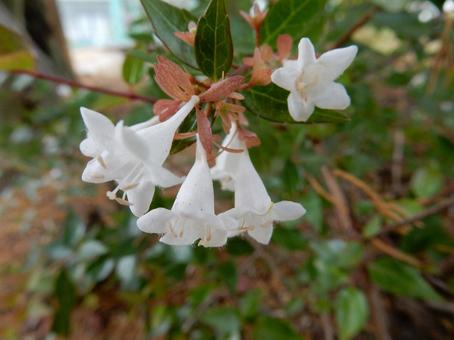 【花の写真】ハナゾノツクバネウツギ ハナゾノツクバネウツギ,アベリア,花園衝羽根空木の写真素材
