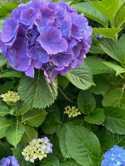 紫陽花2 紫陽花2の写真