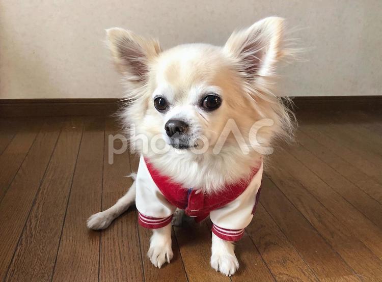 赤のスタジャンを着たロングコートチワワ　戌　いぬ　犬　ちわわ チワワ,犬,ロングコートチワワの写真素材