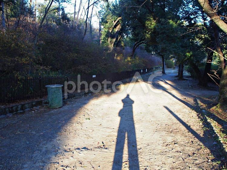西日射す冬の公園風景 西日,陽射し,公園の写真素材