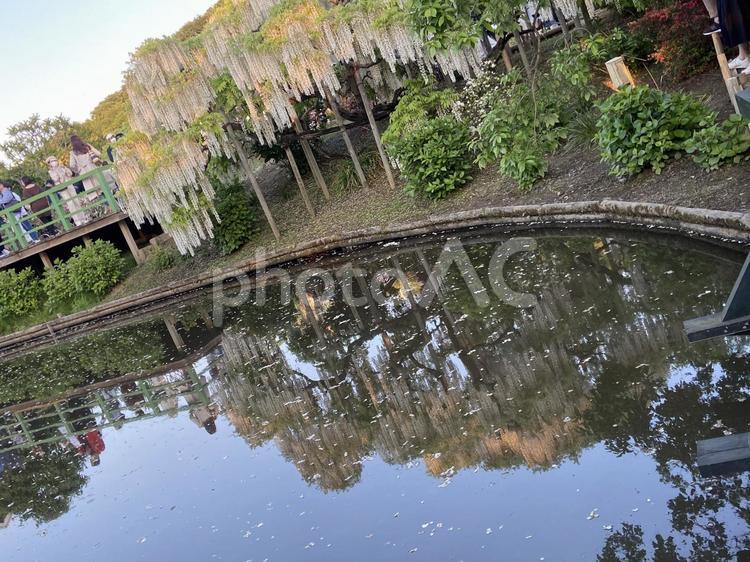 水面に映る白藤 藤,あしかがフラワーパーク,花の写真素材
