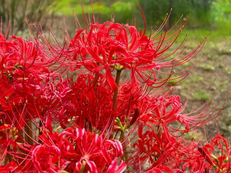 曼珠沙華 曼珠沙華,彼岸花,マンジュシャゲの写真素材