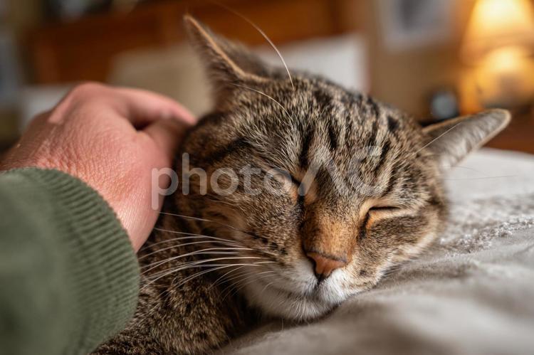 眠る猫と撫でる手 猫,眠る,手の写真素材