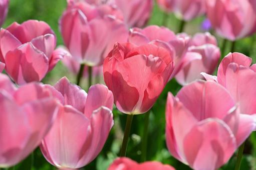 Tulips, JPG