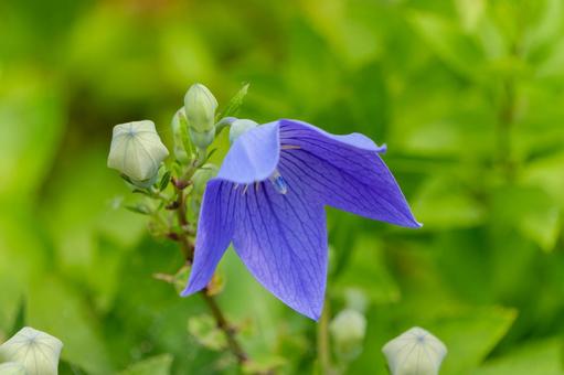 Platycodon grandiflorum, JPG Platycodon grandiflorum, JPG