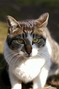 A brown and white cat in the park looking up at me①, JPG