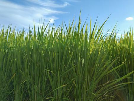 Photo, rice, sky, blue sky, 