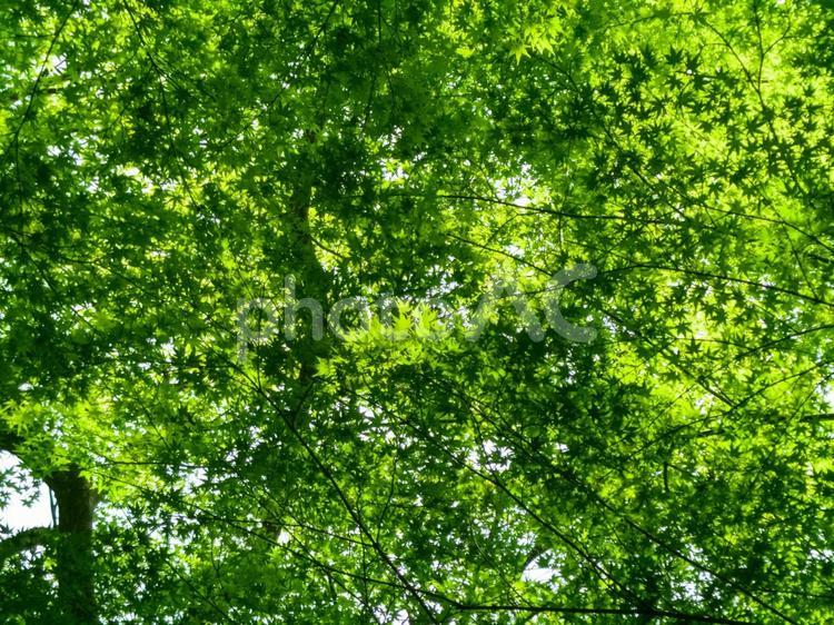 初夏の新緑のイメージ 初夏,緑,木々の写真素材