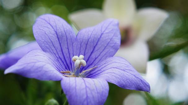 夏の花-324 夏の花-324の写真