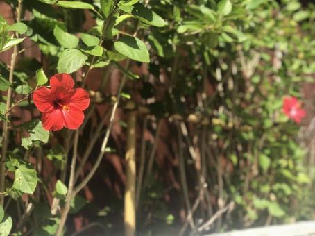 ハイビスカス ハイビスカスの写真
