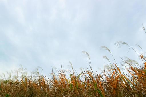 秋の空とススキ 秋の空とススキの写真