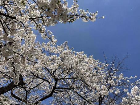 桜と青空 桜と青空の写真