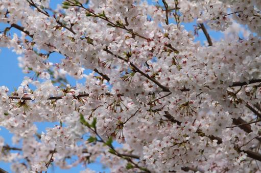 ソメイヨシノ満開 桜,さくら,満開の写真素材