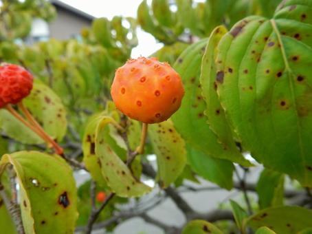 【花の写真】ヤマボウシの実 【花の写真】ヤマボウシの実 ヤマボウシ,山法師,実の写真素材