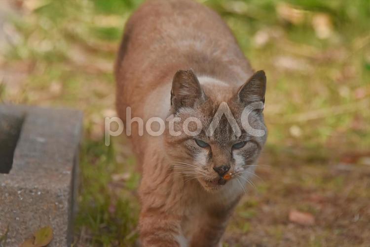 地域ねこのたぬきちゃん ねこ,ネコ,猫の写真素材