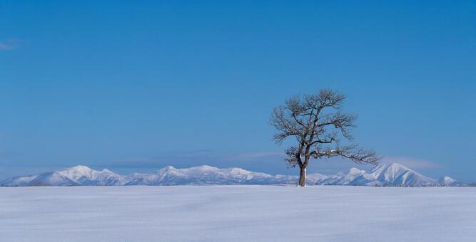 白銀の雪山と孤高の大樹との雄大な対峙 一本木,孤高の樹,雪の写真素材