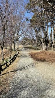 山の中の小道 山の中の小道の写真