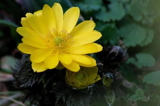 福寿草-20の写真