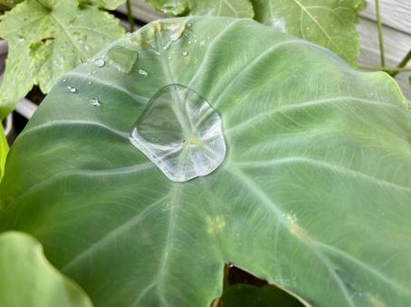 雨水が溜まったサトイモの葉っぱ 雨水が溜まったサトイモの葉っぱの写真