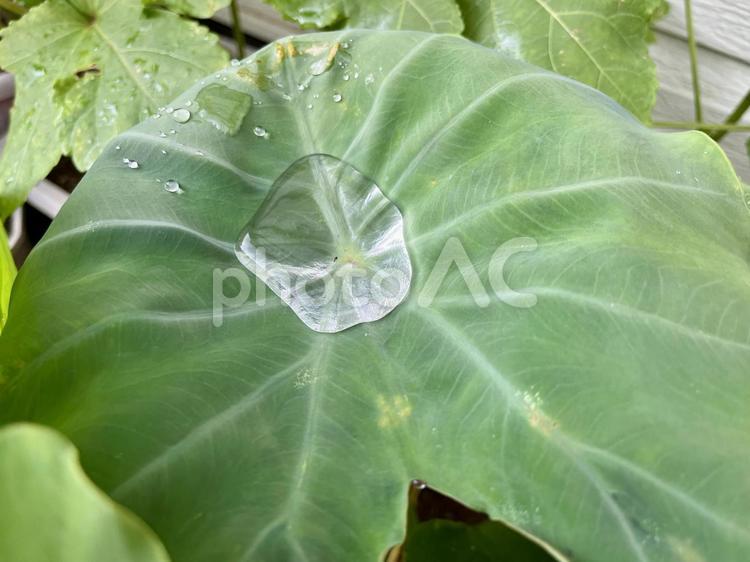 雨水が溜まったサトイモの葉っぱ 里芋,大きい,葉っぱの写真素材