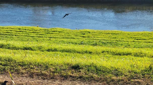 河川敷でゴミやペットボトルを漁るカラス 河川敷でゴミやペットボトルを漁るカラスの写真