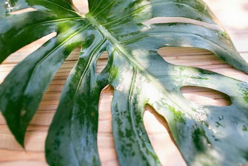 Photo, monstera, leaf, foliage plant, 