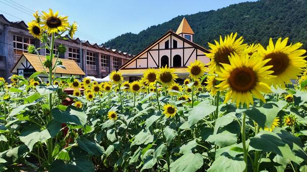 夏を抱きしめる花畑 夏を抱きしめる花畑 ひまわり,洲原ひまわりの里,黄金色の花畑の写真素材