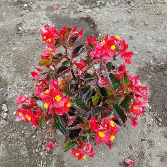 Photo, begonia, flower, red, 