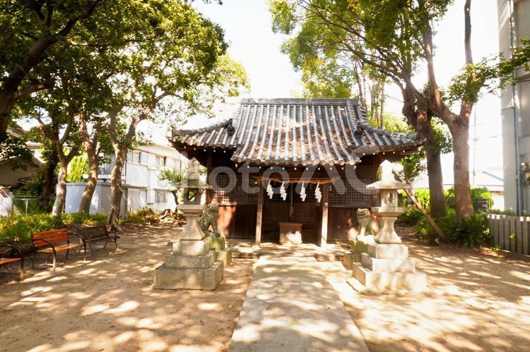 素戔嗚神社 素戔嗚神社,神社,太寺天王町の写真素材