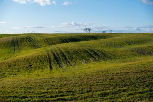 晩秋の牧草地、光と影が描く丘の波 丘,樹木,牧草地の写真素材