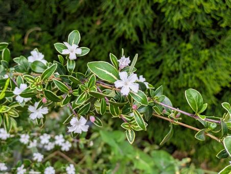 野草 野草の写真
