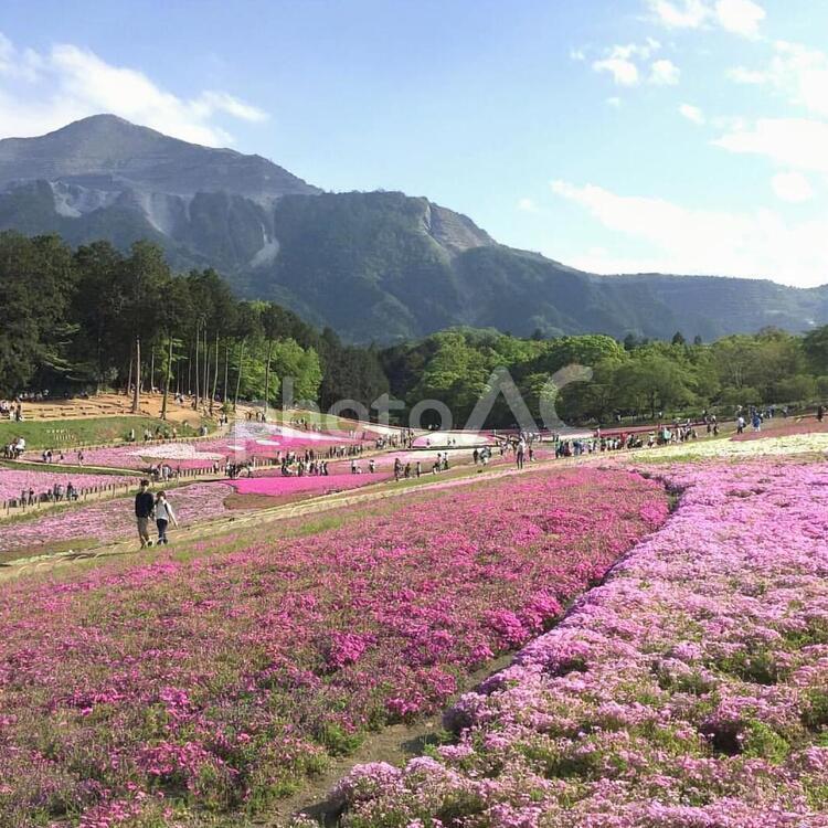 風景-芝桜 芝桜,公園,丘の写真素材