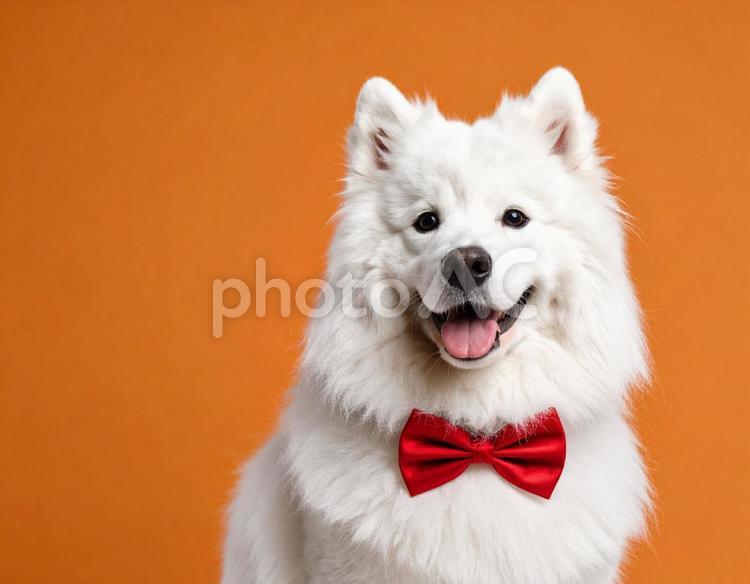 白いモフモフのサモエド　笑顔　犬5 サモエド,犬,白の写真素材