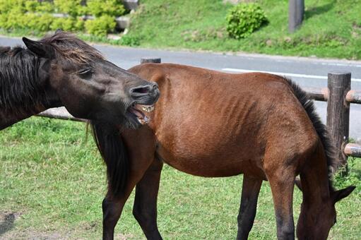 口開ける馬 馬,午年,年賀状の写真素材
