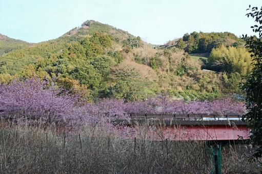 サクラと橋の写真