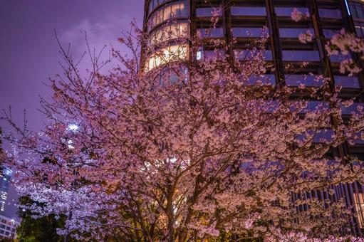 赤坂の夜桜と高層ビル 赤坂の夜桜と高層ビルの写真