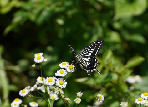Swallowtail (Ageha) Summer type, JPG