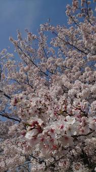 満開の桜 満開の桜の写真