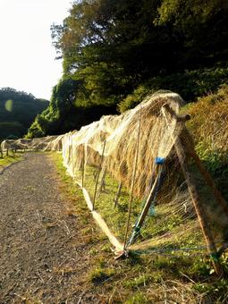 10月、稲刈りの後、天日干しの風景 稲,稲穂,米の写真素材
