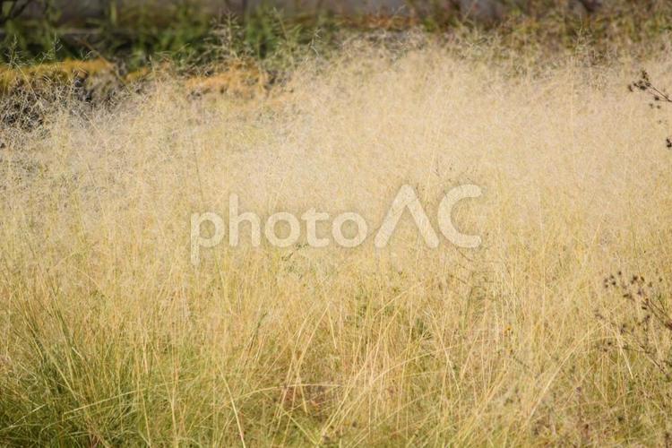秋のもふもふ〈枯れ草〉 枯れ草,草むら,茶色の写真素材