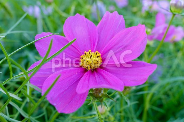鮮やかに咲くピンクのコスモス コスモス,ピンク,花の写真素材