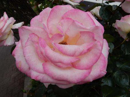 【薔薇の写真】バラの花 【薔薇の写真】バラの花の写真