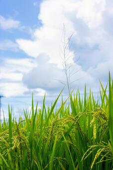 青空の下、実る稲穂 稲穂,米,水田の写真素材