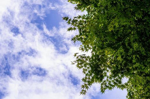 夏空と新緑の紅葉 夏空と新緑の紅葉 紅葉,モミジ,夏空の写真素材