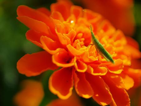Zinnia and grasshopper, JPG
