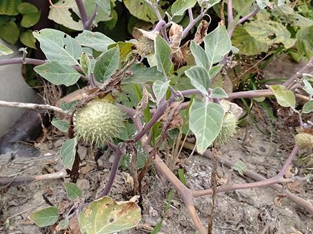 チョウセンアサガオの実 チョウセンアサガオ,ナス科,薬用植物の写真素材