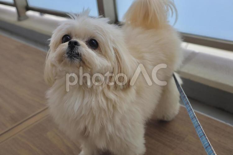 散歩をねだる犬 犬,トイプードル,お散歩の写真素材