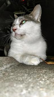 なにして遊ぶかな〜 猫,にゃんこ,catの写真素材